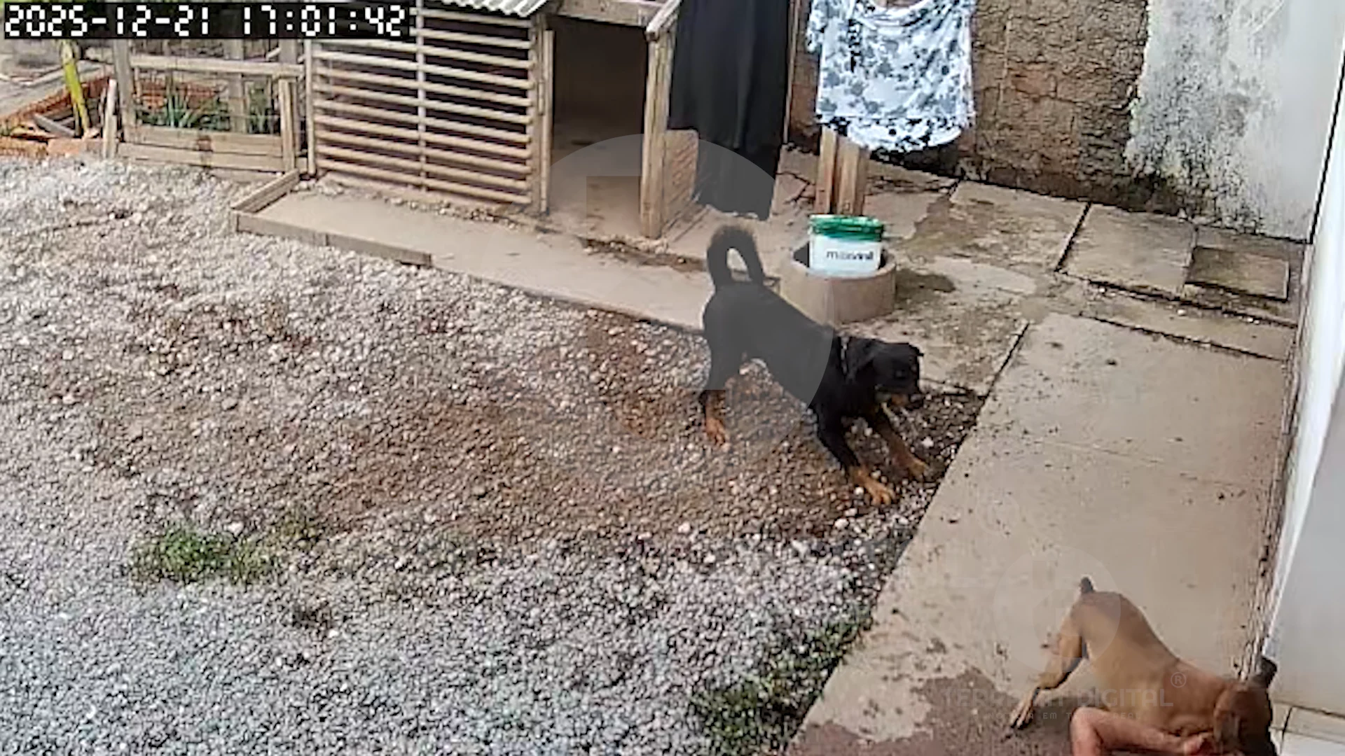 Vazam imagens de idosa sendo atacada por cachorro