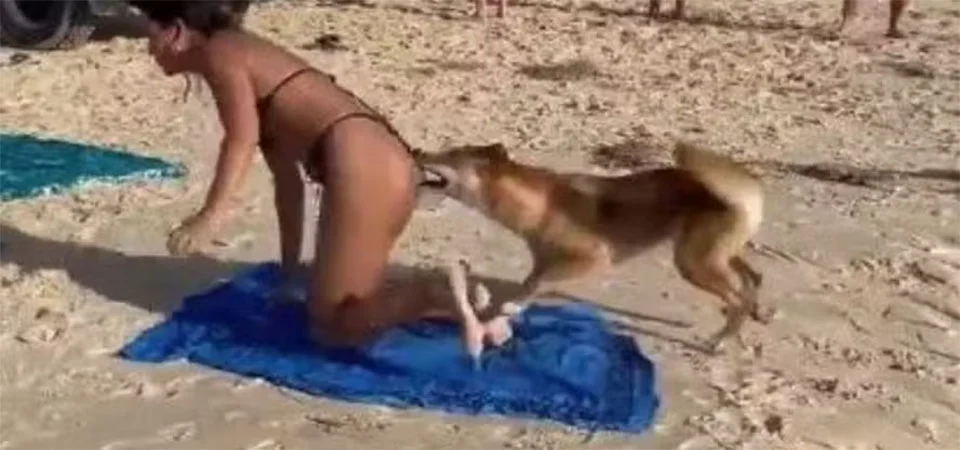 Jovem de 19 anos é achada morta com várias mordidas de dingos após ir nadar em praia