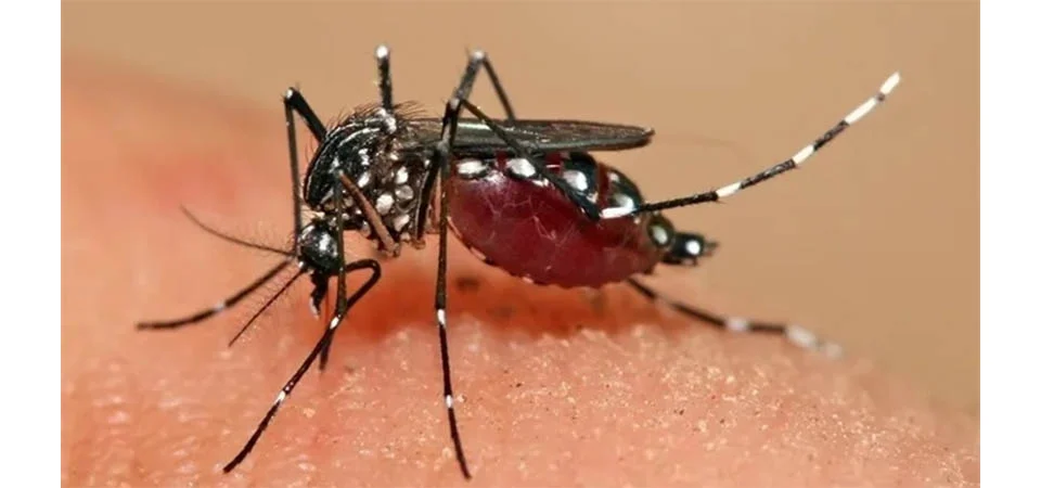 Itanhangá: Secretaria De saúde reforça cuidados contra o Aedes aegypti com início da temporada de chuvas
