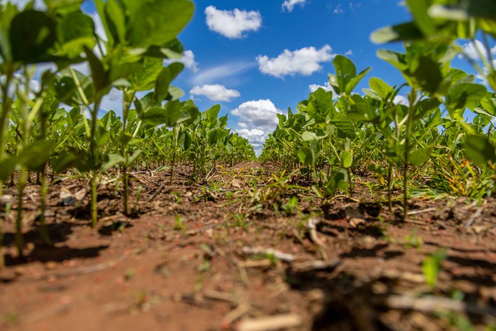 Manejo integrado busca reduzir plantas daninhas antes que elas cheguem à próxima safra