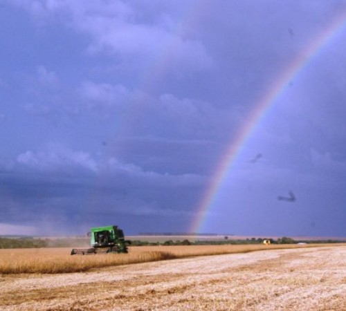 Produtores superam dificuldades e trabalham para aumentar a lucratividade