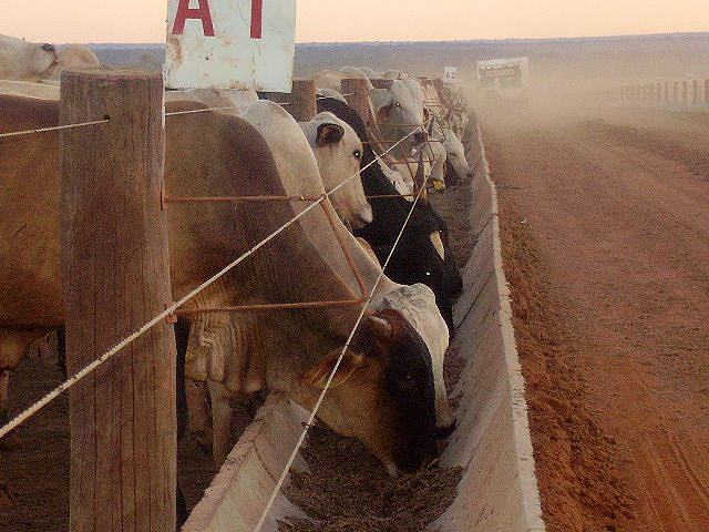 Pecuaristas devem aumentar em 22% confinamento de gado em Mato Grosso