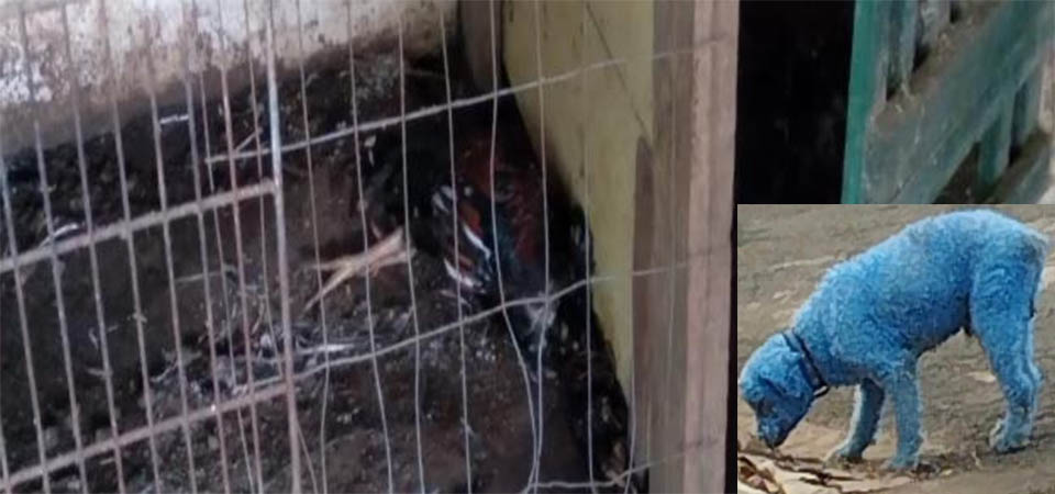 Polícia indicia três por Rinha de galo