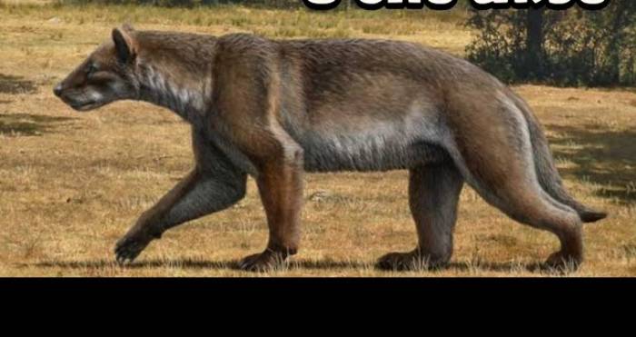 Nova espécie de “cão-urso” é descoberta após 16 milhões de anos