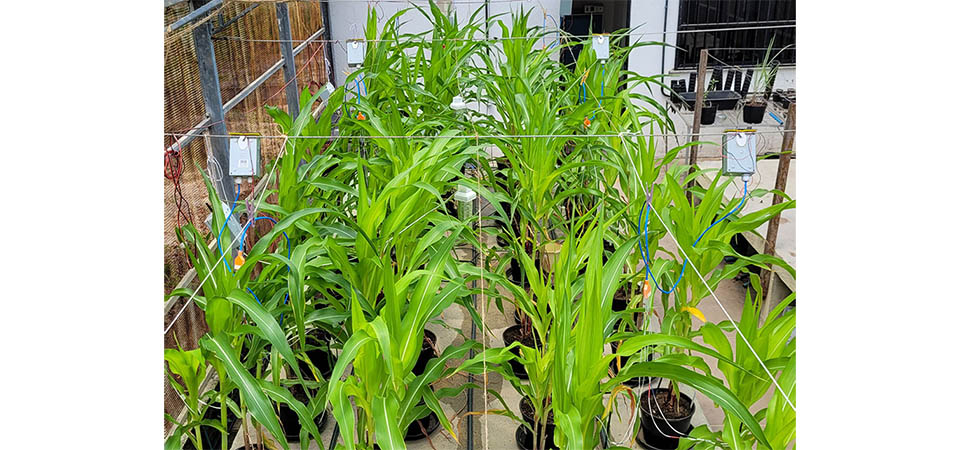 Estudo visa aumentar área irrigada em MT e garantir desempenho da produção agrícola em período de seca