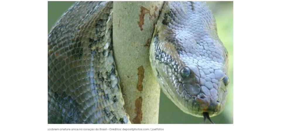 Cientistas descobrem criatura única no coração do Brasil