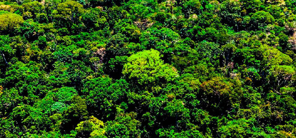 Sema ativa sistema que rastreia extração da madeira em Mato Grosso até o destino final