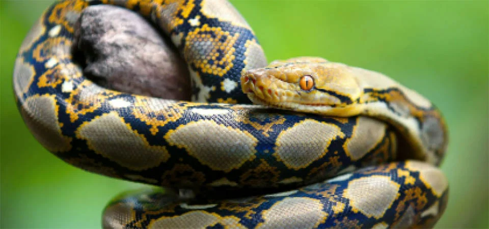 Cobra de sete metros mata agricultora estrangulada