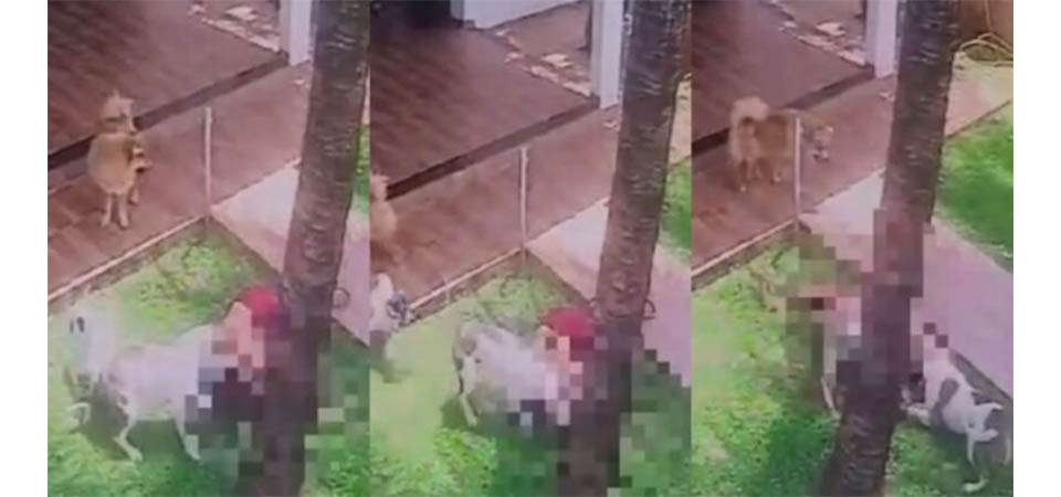 Mulher desmaia, é atacada pelo próprio pitbull e perde a orelha