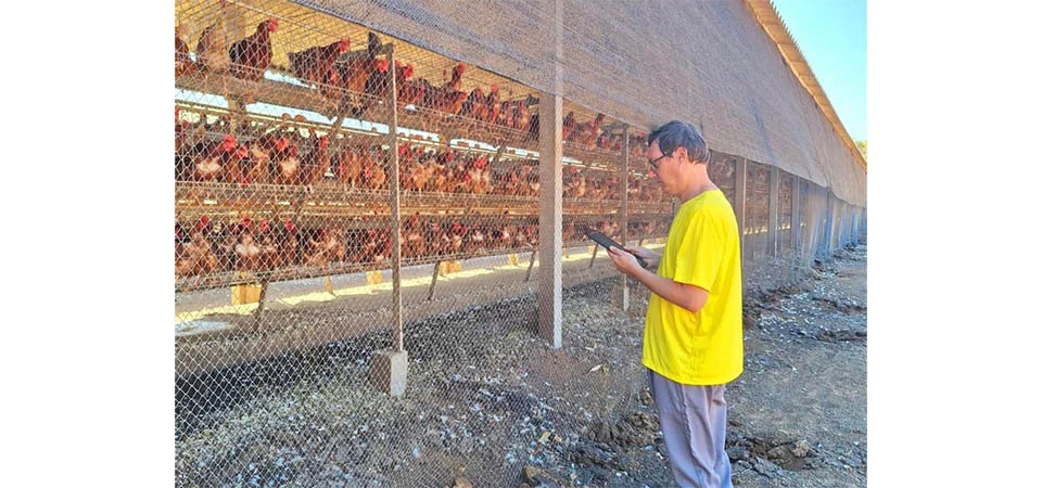 INDEA aumenta fiscalização em Mato Grosso após 1º caso de gripe aviária no Brasil