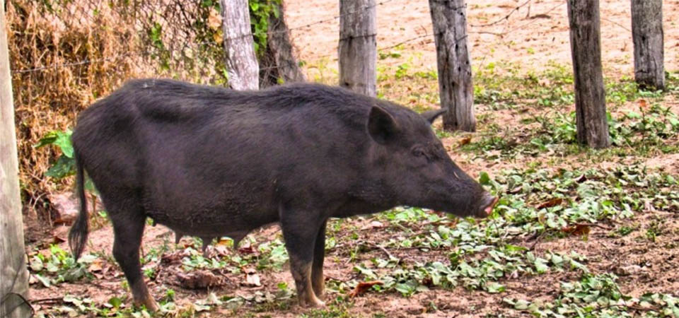 Jovem é baleado por garimpeiro ao ser confundido com porco-do-mato