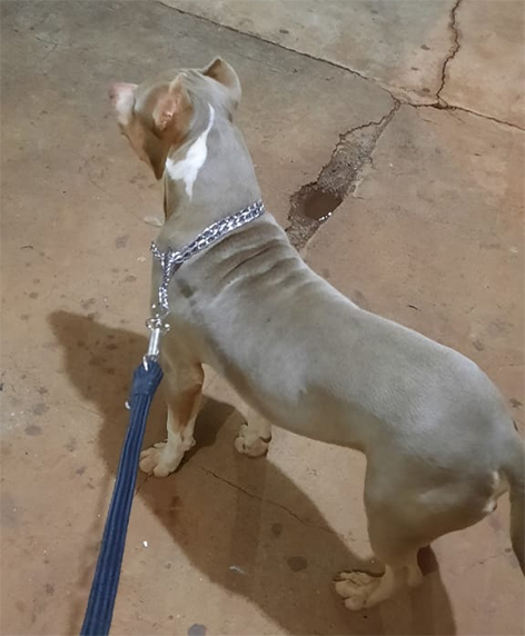 Itanhangá: Cachorro da raça Pit Bull está desaparecido
