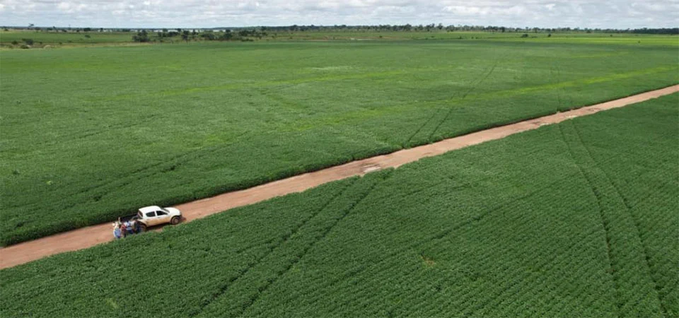 Produtores de soja de MT têm até 15 de fevereiro para cadastrar unidades de produção no Indea