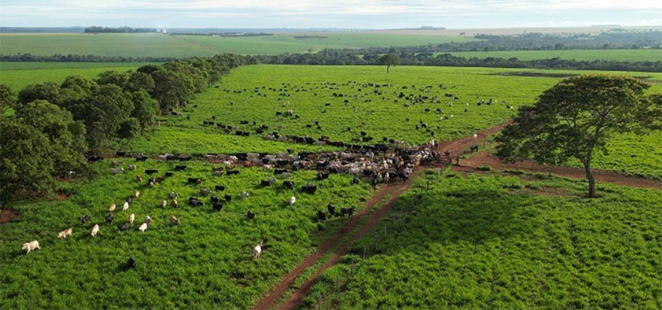 Pecuária de baixo carbono já é realidade em Mato Grosso