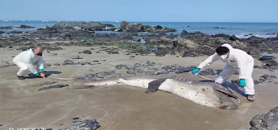 Das profundezas: tubarão raro com mais de 4 metros aparece morto em praia do Peru