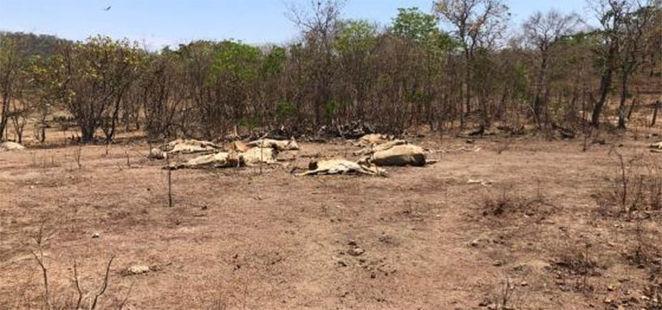 Polícia prende ”fazendeiro” por deixar gado morrer de fome e sede