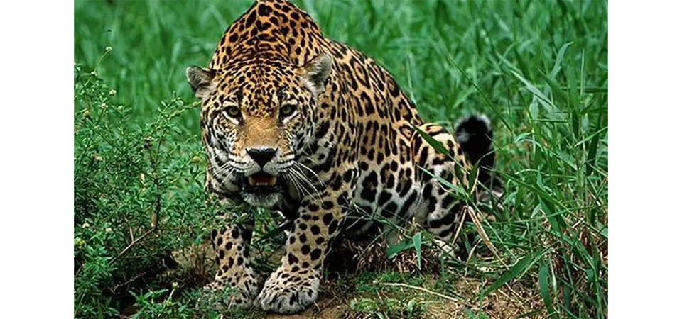 Homem sofre ataque de onça em propriedade rural, cavalga por 2h em busca de socorro