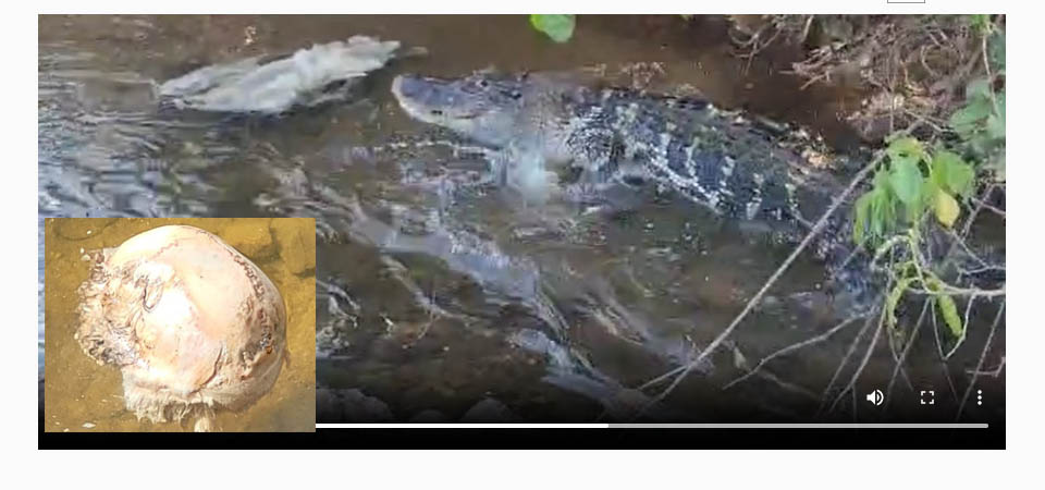 Jacaré de quatro metros é encontrado comendo restos humanos