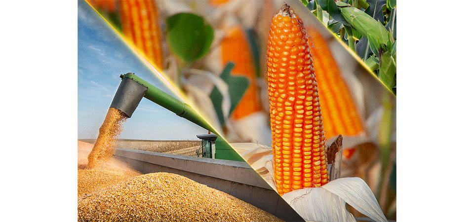 Analistas dizem que pode faltar milho no mercado interno