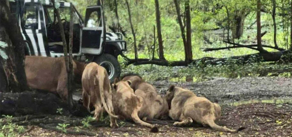 Tratador é morto em ataque de leões em zoológico