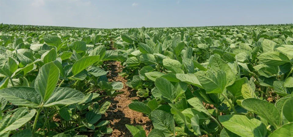 Cresce o uso de bioinsumos no combate a doenças foliares
