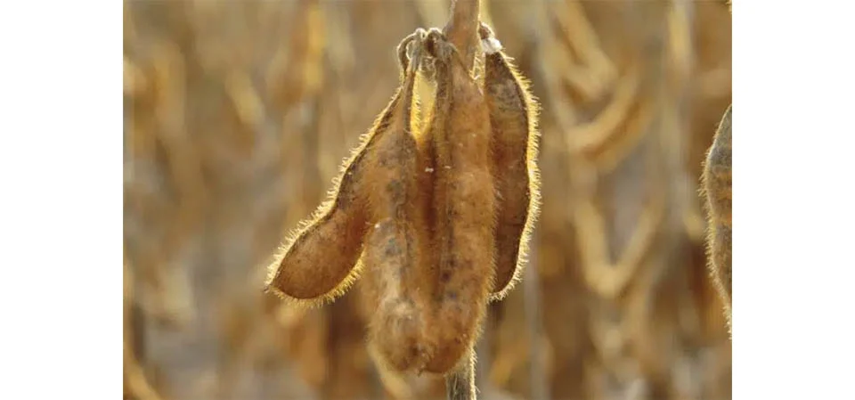 O futuro da soja: excesso de produção mundial pressiona preços e exige novas estratégias