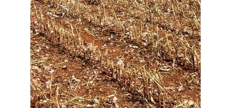 Itanhangá: Secretaria de Agricultura alerta para o vazio sanitário do algodão