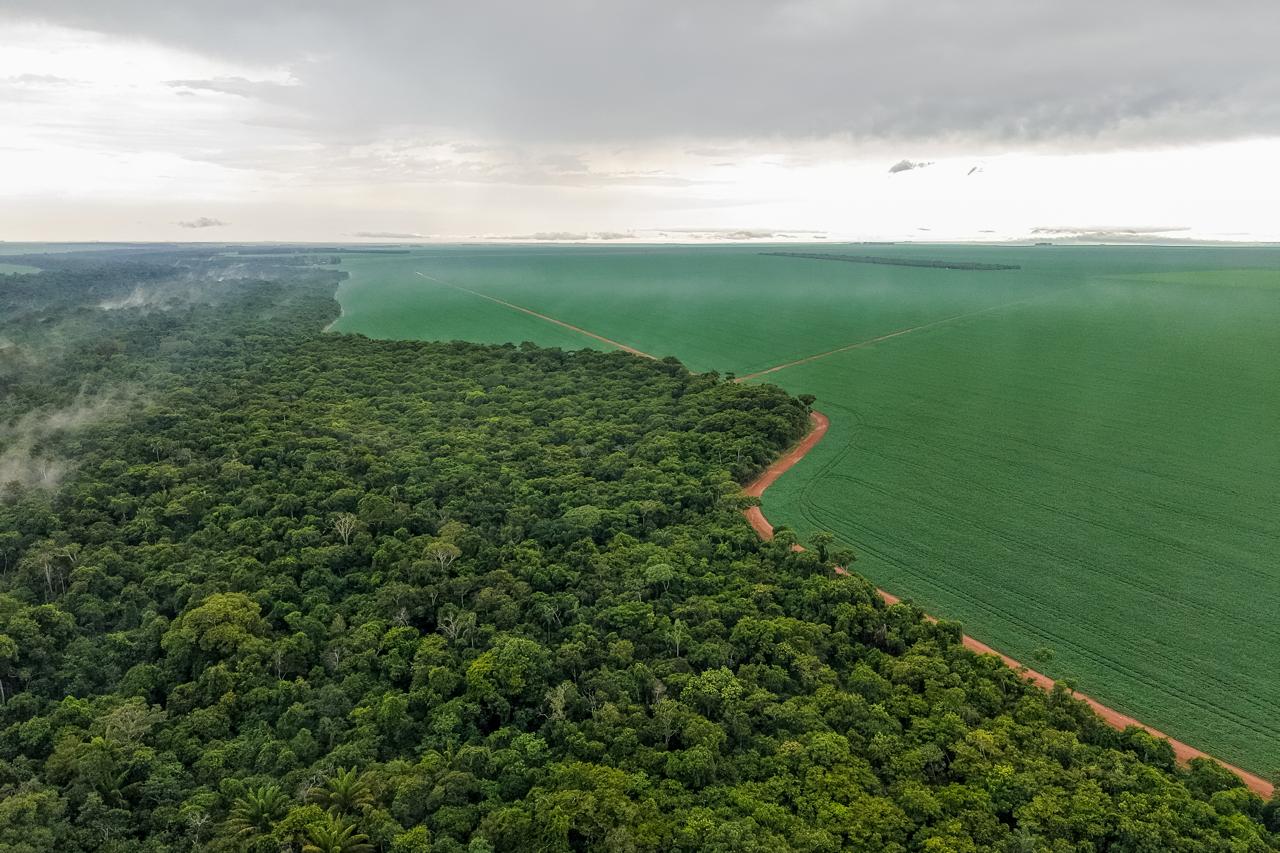 No campo, proteger a floresta significa evitar que o fogo chegue até ela