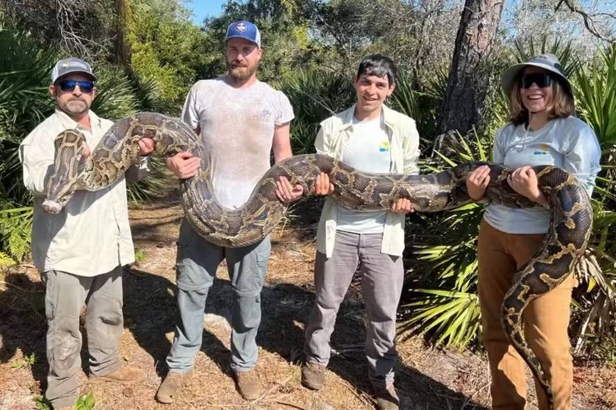 Concurso oferece mais de R$ 51 mil para o caçador que matar mais cobras invasoras