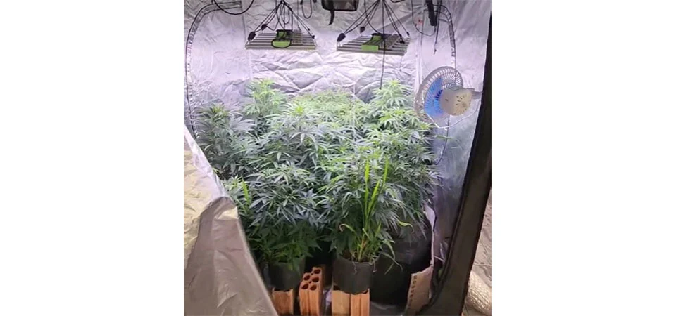 PM fecha estufa clandestina de maconha e prende homem por cultivo e tráfico