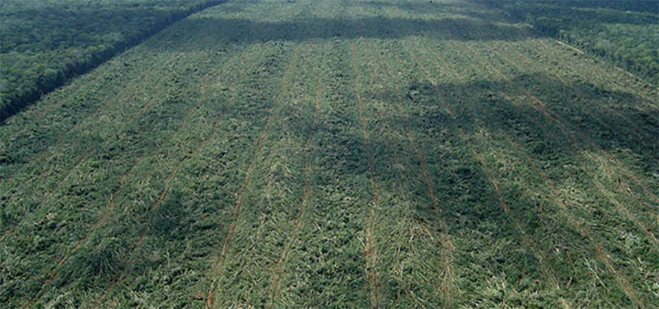 Sema aponta que Mato Grosso tem 51% de áreas abertas na Amazônia Legal com autorização ambiental