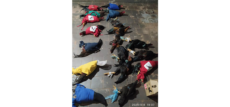 Trio é preso por maus-tratos com 22 galos que seriam utilizados em “rinha”