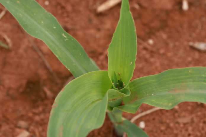 Cigarrinha nas lavouras de milho preocupa agricultores e vazio sanitário é cogitado