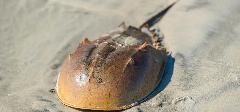 Saiba a importância do sangue do caranguejo-ferradura para os humanos