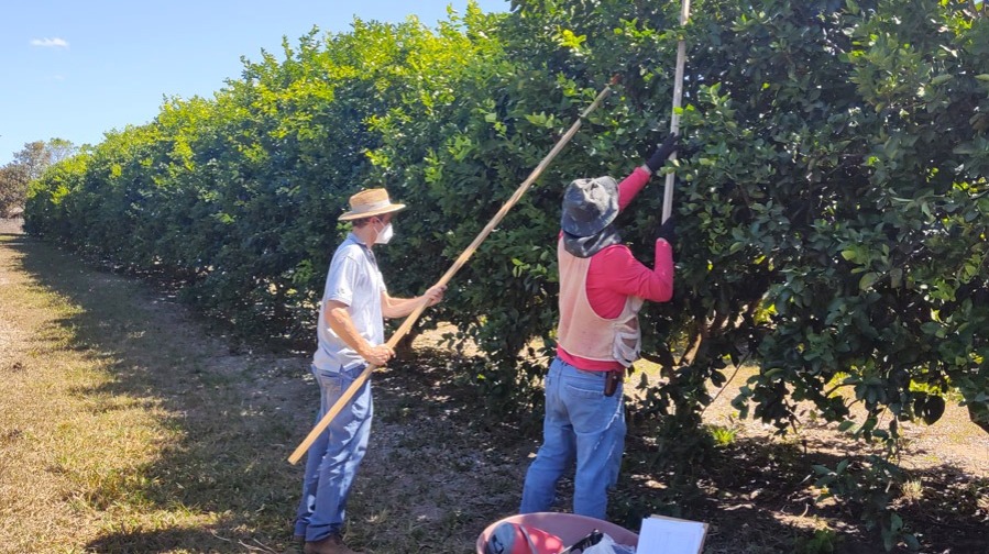 Pesquisa da Embrapa resulta em combate ao fungo no plantio de limões