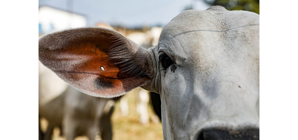Pecuária de MT quebra novo recorde e rebanho atinge 32,7 milhões de cabeças