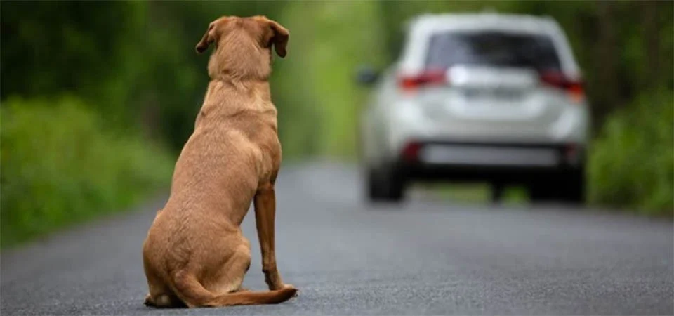 Motoristas que abandonarem animais poderão ter a CNH suspensa