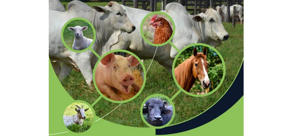 Itanhangá: 100% dos produtores realizam a atualização de estoque de rebanhos dentro do prazo