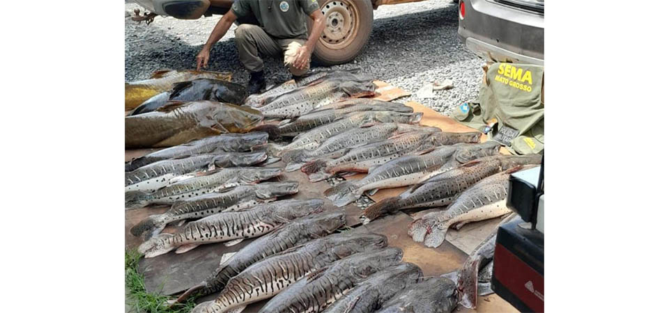 Sema e PM apreendem 371 kg de pescado ilegal durante fiscalização
