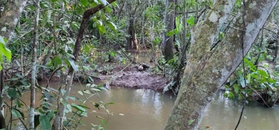 Idoso e encontrado morto em comunidade rural, suspeita-se que foi pisoteado por uma vaca