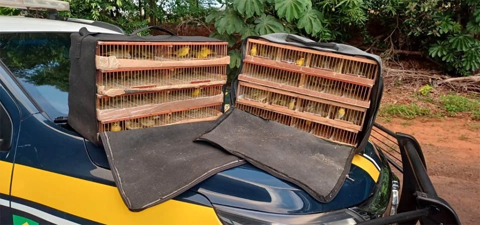 PRF resgata 180 pássaros silvestres transportados ilegalmente em ônibus