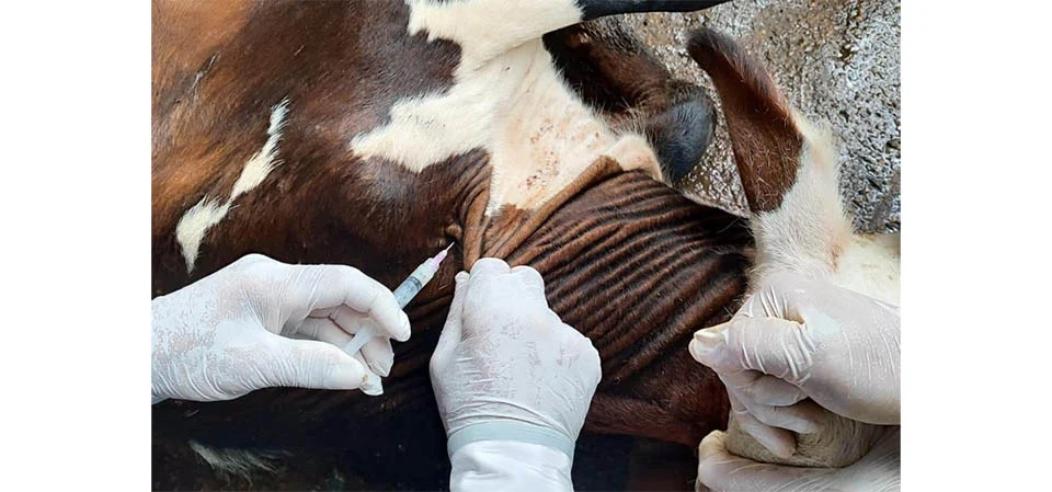 Vacinação contra brucelose deve imunizar 4 milhões de bezerras