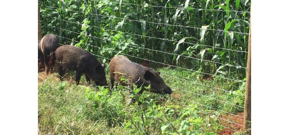 Ministério Da Agricultura quer ouvir os agricultores sobre infestação de porcos do mato