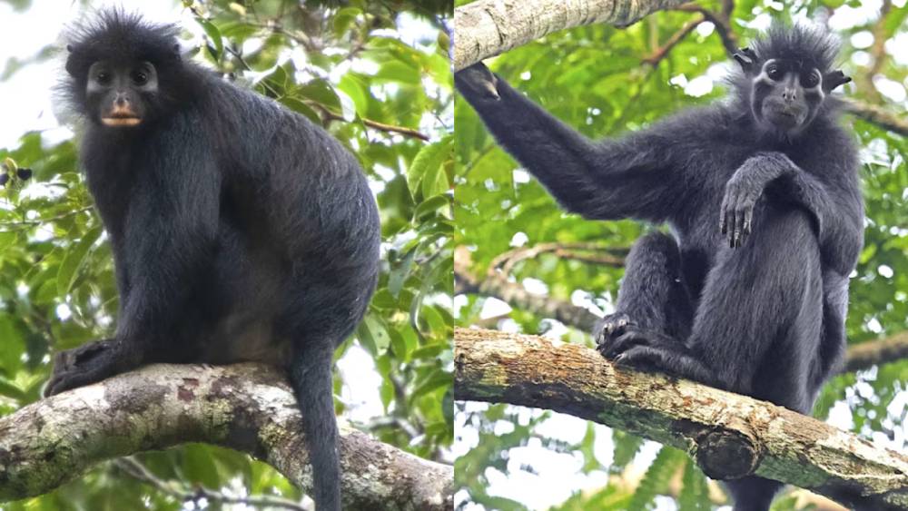 Macaco de lábios alaranjados escondido por décadas é reconhecido como nova espécie