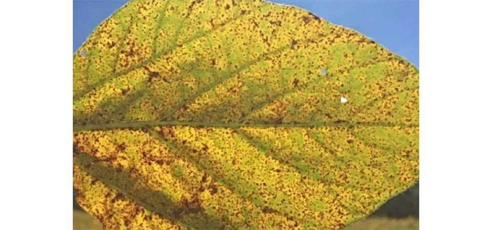 Mudanças Climáticas Potencializam o Crescimento de Doenças Agrícolas no Brasil