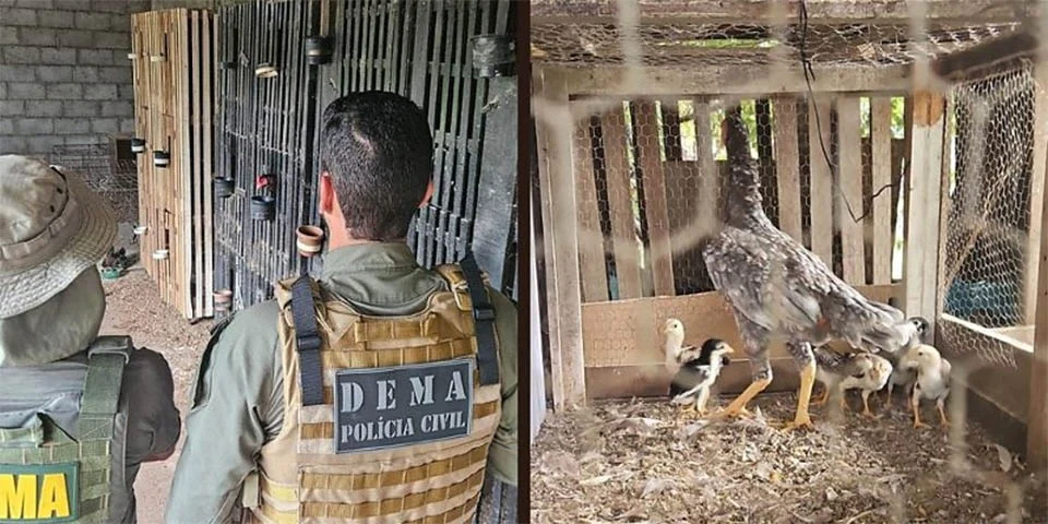 Polícia fecha rinha de galos e resgata 14 animais feridos