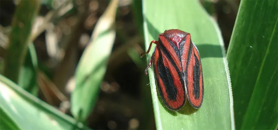 Pesquisa encontra, em gramínea nativa, mecanismos de defesa contra a cigarrinha-das-pastagens