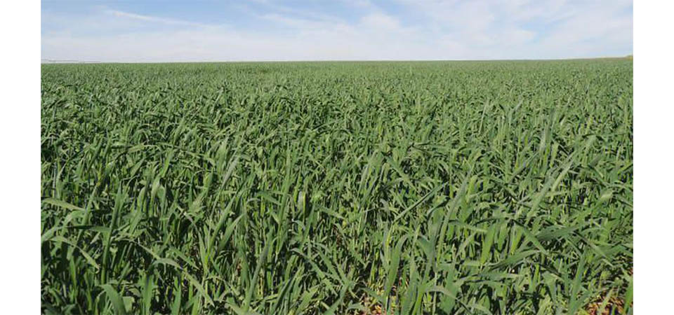 Área reservada à agropecuária no país cresceu 50% em 37 anos