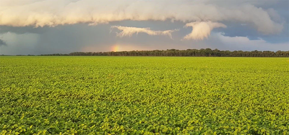 Parlamento Europeu adia aplicação da Lei Antidesmatamento, mas desafios para produtores brasileiros persistem