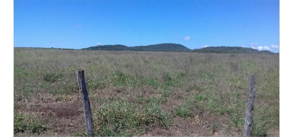 Acrimat alerta pecuaristas sobre cuidados com a pastagem